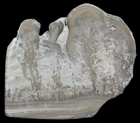 Triassic Aged Stromatolite Fossil - England #67418